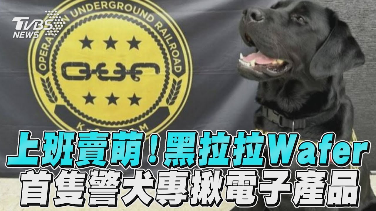 影音/黑拉拉Wafer登場!全台首隻「專揪3C用品」偵測警犬開工
