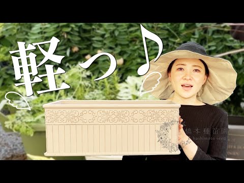 日よけ用の鉢植え:最も美しい5種 庭の練習