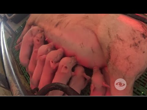 , title : 'Pilares del bienestar porcino para potencializar las cualidades de sus cerdos - La Finca de Hoy'