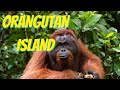 We Visited Orangutan Island Perak Malaysia