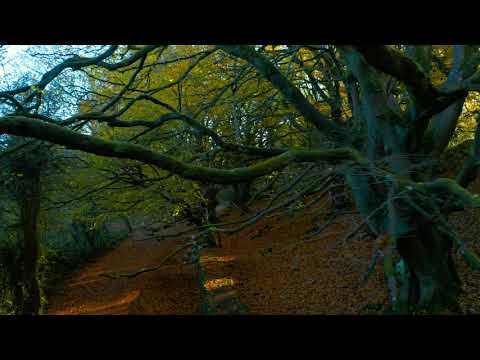 Barna woods, Galway, Ireland