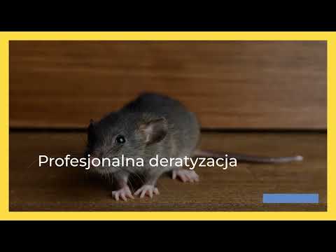 Krzysztof Piotrowski Zakład Dezynsekcji Dezynfekcji i Deratyzacji - video