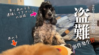 【家・デッキ偏#45】2024年大晦日の盗難事件！？　  イングリッシュコッカースパニエル「みみ」 の気持ち