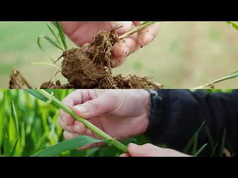 Virtuelle Feldbegehung Nordost | Herbizidbehandlung im Mais jetzt starten!