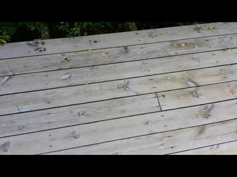 Sioo Träskydd och Ytskydd: Resultatet efter 4 månader (2016-10-01)