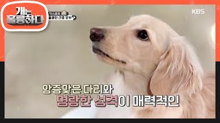 앙증맞은 다리, 명랑한 성격이 매력적인 닥스훈트! [개는 훌륭하다/Dogs Are Incredible] 20200106