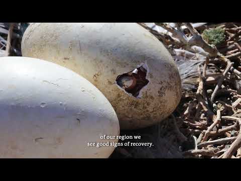 Turning the Tide: The Dalmatian Pelican’s Comeback 🌅