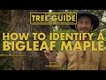 Bigleaf Maple - How to identify them. Nerdy About Nature - Tree Guide | Ep.1