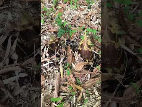 ニセササの生け垣に適した低痕跡竹の種類は何ですか