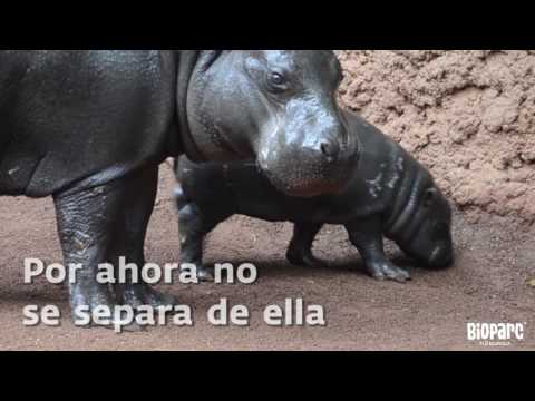 Nace una cría de hipopótamo pigmeo, una especia amenazada