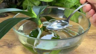 Schatz für Orchideen! Nur 1 Löffel in die Wurzeln gießen und selbst die Schwächsten werden stärker🌿