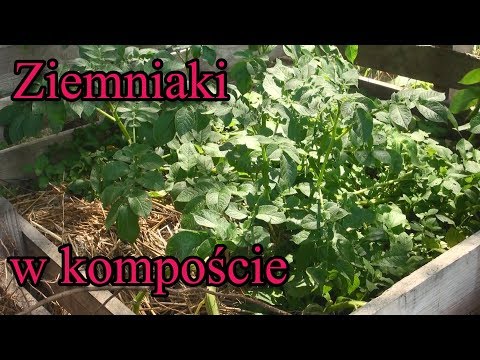 Ogrodowe pierdamony 16 - ziemniaki w kompoście