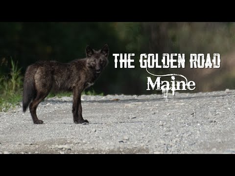 Truck Bed Camping in The North Maine Woods. 3 Days on the Golden Road #maine #camping