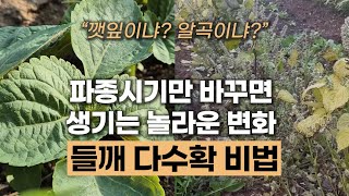 들깨 알곡 다수확 비법 | 들깨 씨앗 파종시기에 해답이... 들깨 기름을 원하신다면 이 영상을 꼭 시청하세요…
