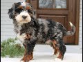 Mini Bernedoodle dogs for sale: Remy  - Video 1