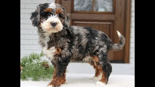 Video preview image #1 Bernedoodle (Miniature) Puppy For Sale in NARVON, PA, USA