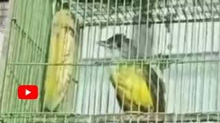 Download lagu empuloh irang atau biasa di panggil merbah perut kuning, yang kini mulai di gemari mp3