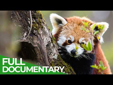 Wild Himalayas – Home of the Red Panda | Free Documentary Nature