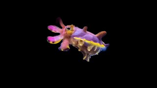 The Highs and Lows of Animal Blood Pressures: Cuttlefish, Giraffe & Human