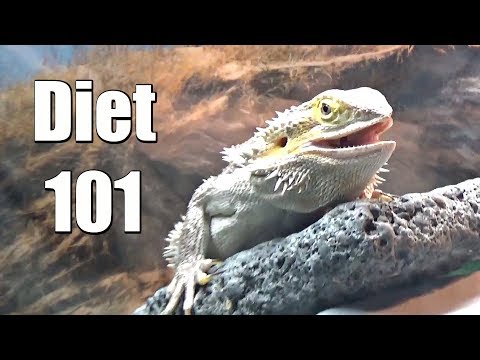 The Healthiest Diet for Adult Dragons