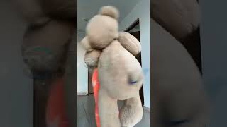 Sweet Girls 😘 #shorts #tiktok #tiktokcool #trend #girls #bikini #challenge #dance