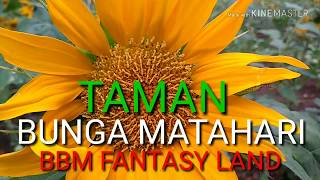 preview picture of video 'Taman Bunga Matahari BBM FANTASI LAND'