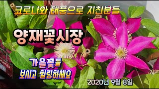 양재꽃시장 각종 사이즈와 종류의 국화들, 아스타, 으아리(빨강), 만데빌라(빨강),  포인세티아 등등 보시고…