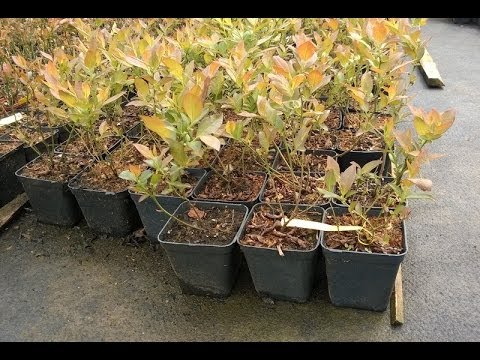 Голубика садовая крупномеры. Черенкование голубики. Мульчирование голубики. Глеоспориоз голубики. Размножение голубики черенками.