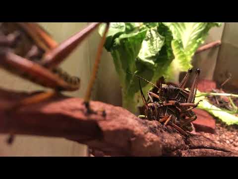 Sprinkhanen / grasshoppers