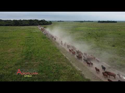 GIRA GRASSFED CHACO 2026 - PRODUCTOR CARLOS MAURINO - SANTA SYLVINA CHACO.