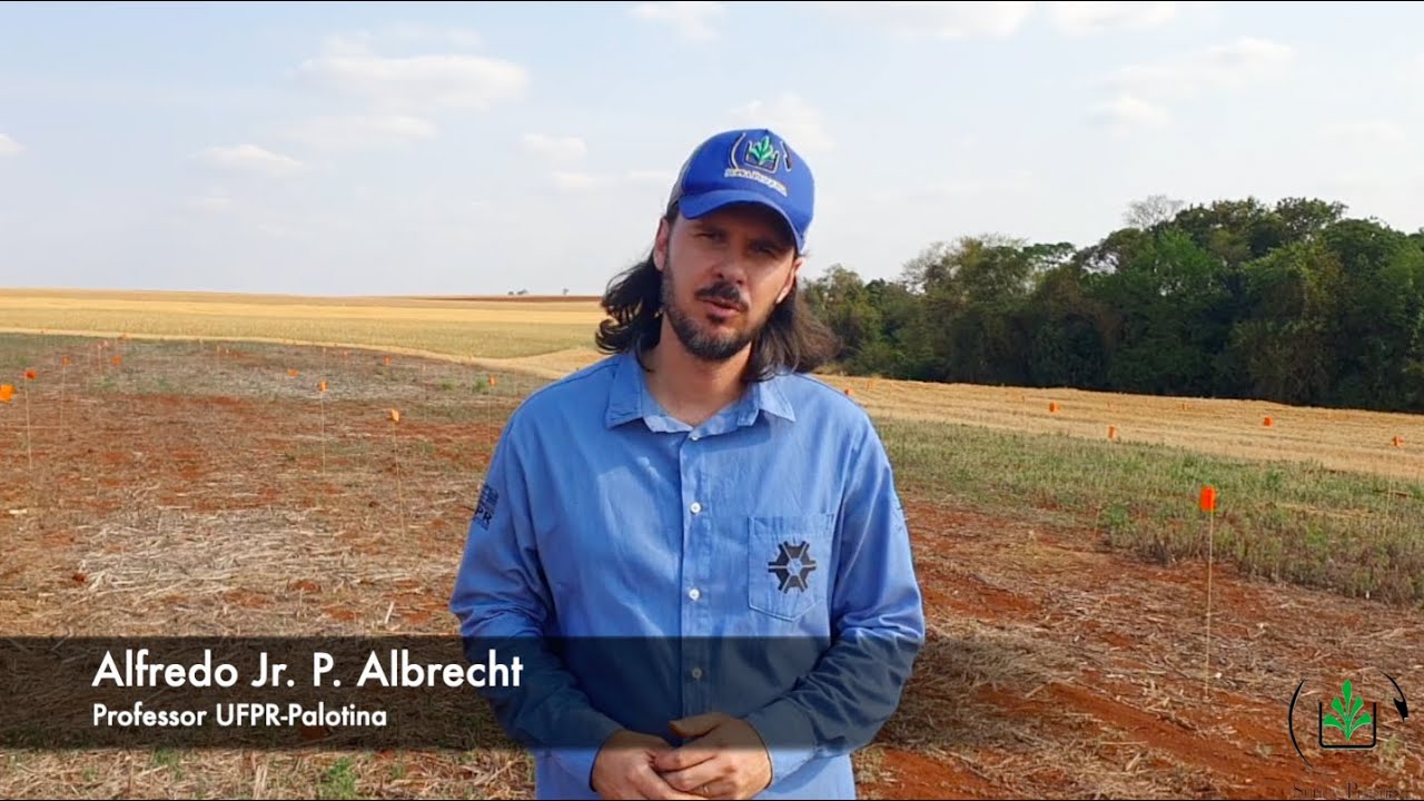 Qual o melhor momento e horário para aplicações com o objetivo de controlar a buva?