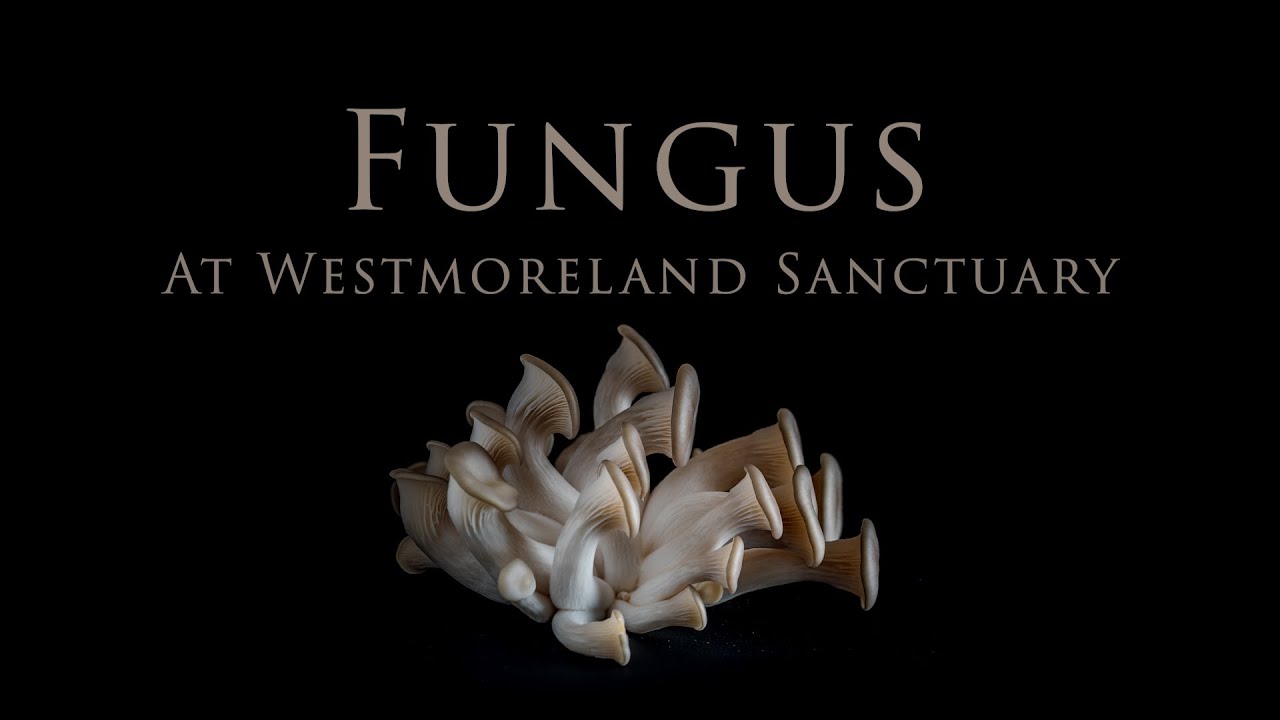 Fungus at Westmoreland