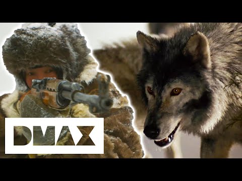 400 Super Pack Alpha Wolves Threaten Town | Man-Eating Wolves