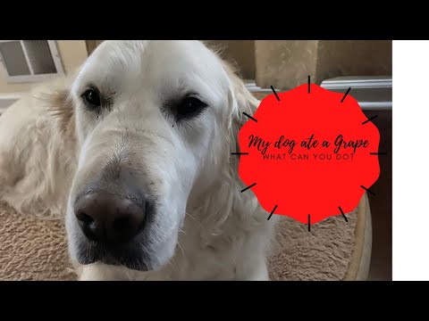 dog ate one grape