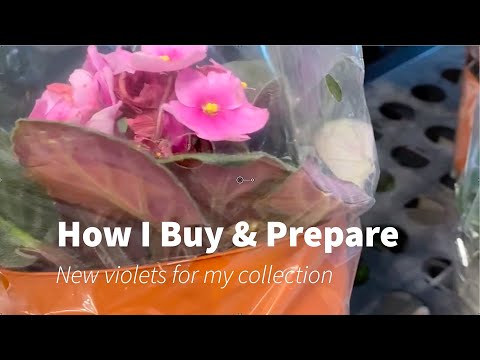 African violet tips- Buying and preparing new violets