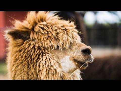 Down To Earth Farms - Petting Farm Near Grande Prairie, Alberta