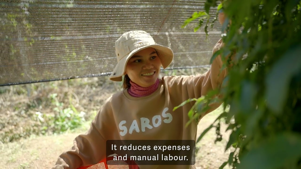 Saving Cambodian Peppers: Heng Thavy's Story