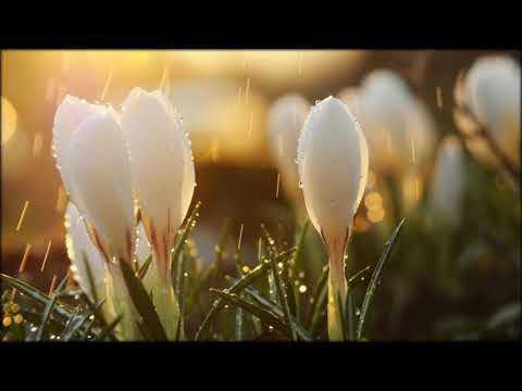 Берізка Old Ukrainian Foxtrot!