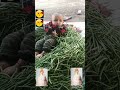 Barbie Doll Jevi Mari Gudiya