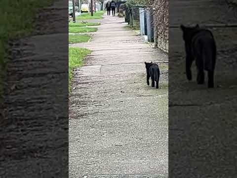 #reels2024 Black cat 🐈‍⬛ time 🕰️ enjoy 😉 #subscribe