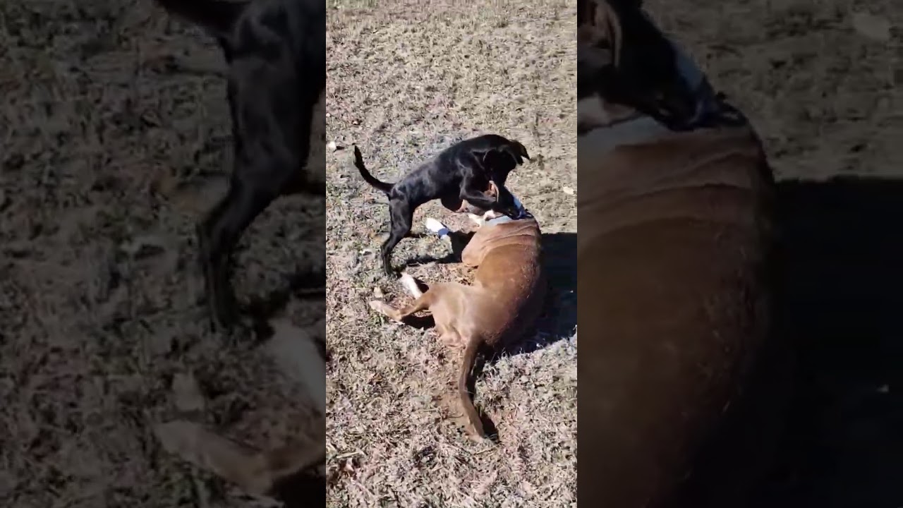 Enlarge Nori, a ADOPTABLE mixed breed in Bandera, TX video 6/6