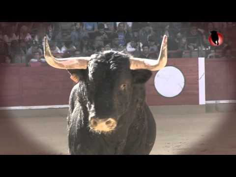 Impresionante final Campeonato de España de recortes Zaragoza