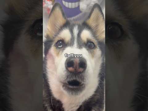 This HUSKY tried to LIE!🤣 #shorts #huskies #pets