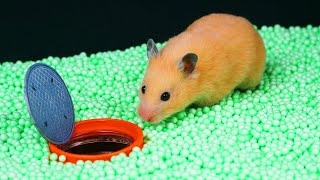 🐹AWESOME HAMSTER MAZE with TRAPS 😱[Obstacle Course]😱