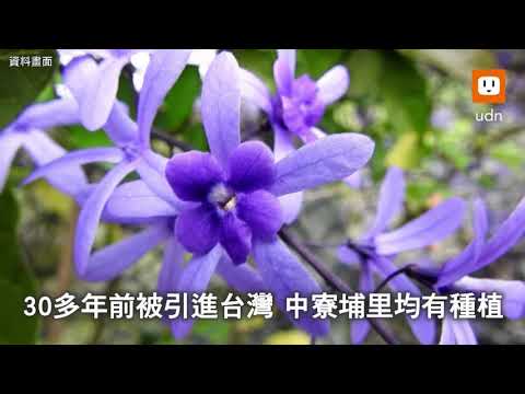 心葉藤