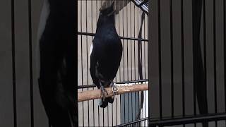 Download lagu Pancingan Kacer Sebelum Lomba Gantangan #kacergacor #masterankacer #suaraburungkacer mp3 Download lagu Pancingan Kacer Sebelum Lomba Gantangan #kacergacor #masterankacer #suaraburungkacer mp3