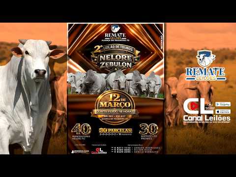 2° LEILÃO ESPECIAL DE TOUROS NELORE ZEBULON REMATE LEILÕES | ALIANÇA-TO