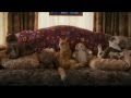 Catnip Scene Cats And Dogs II Revenge Of Kitty Galore