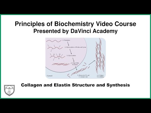 Collagen and Elastin Structure and Synthesis [Molecular Biology 10 of 11]