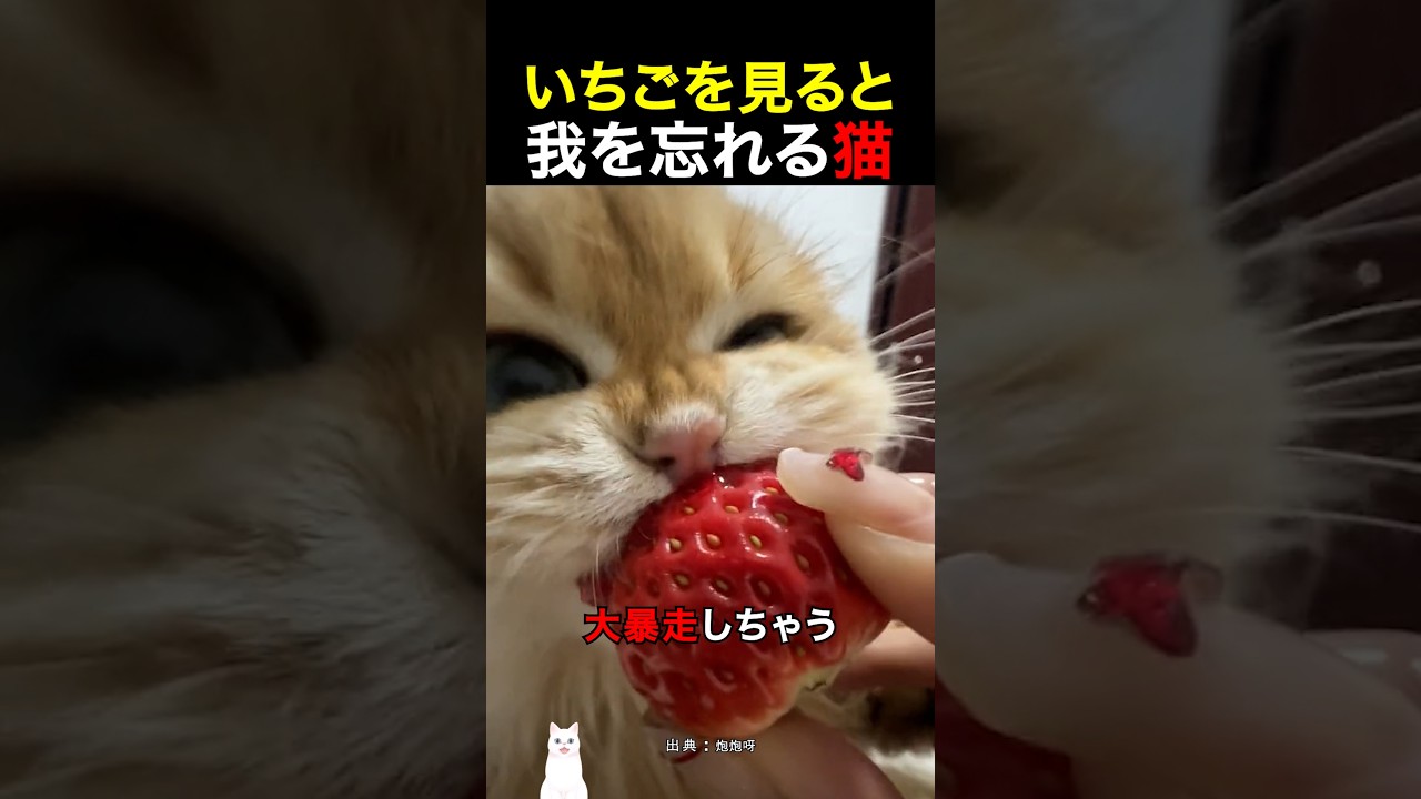 いちごを見ると我を忘れる猫